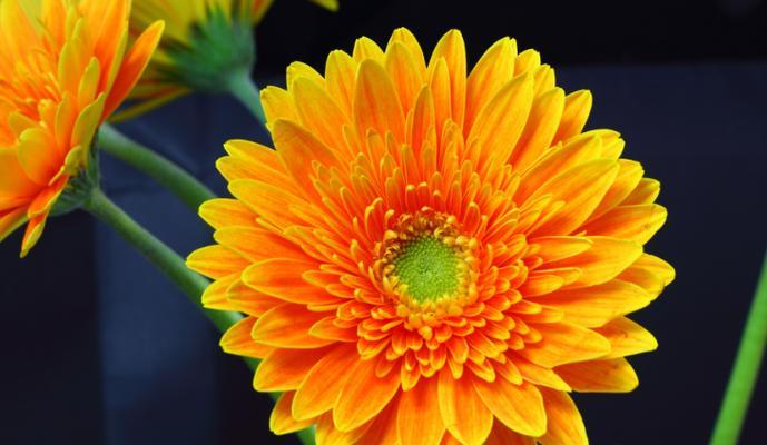 非洲菊为何又被称为扶郎花？它的文化含义是什么？