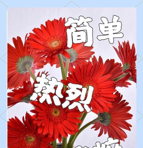 非洲菊为何又被称为扶郎花？它的文化含义是什么？
