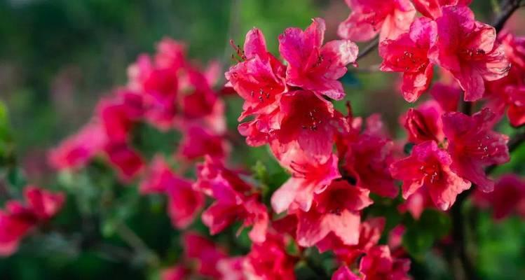 伊春杜鹃花的开花时间是什么时候？如何促进其开花？