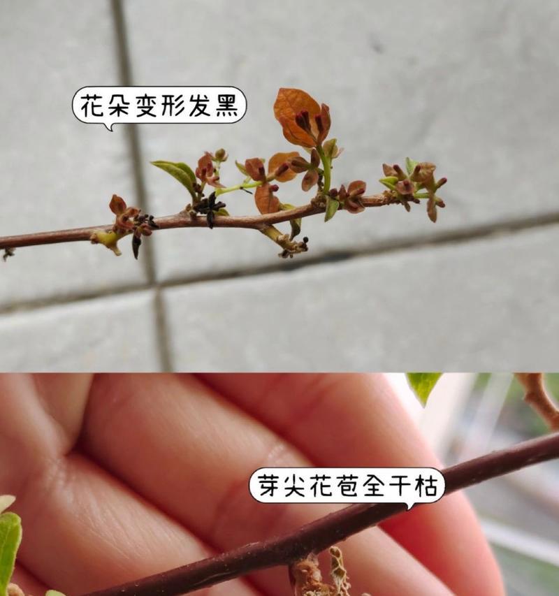 三角梅遇到虫害应该怎么办？