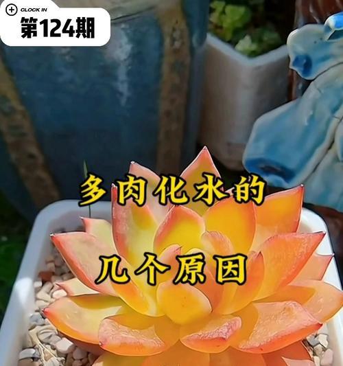 多肉化水的急救措施和预防方法是什么？