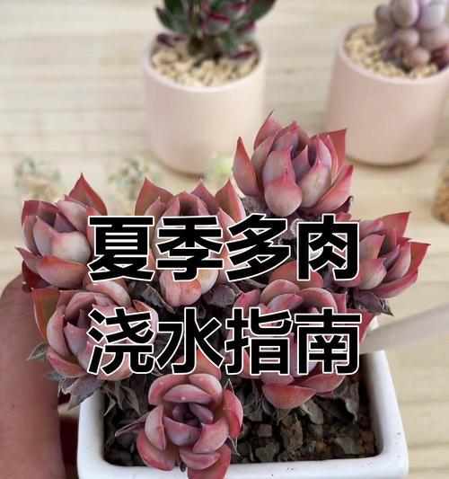 多肉化水的急救措施和预防方法是什么？