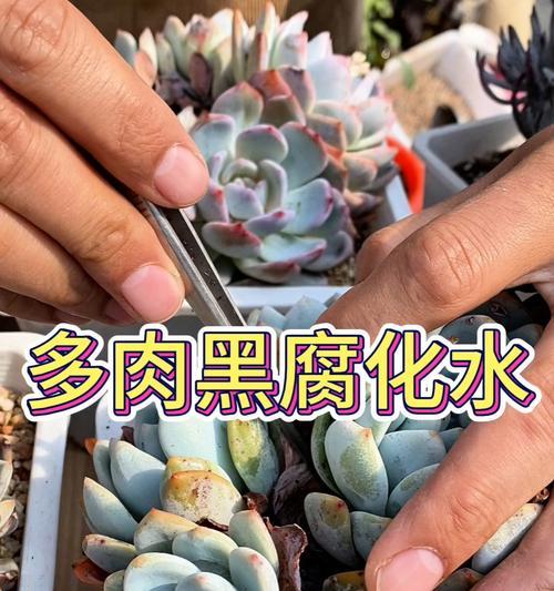多肉化水的急救措施和预防方法是什么？