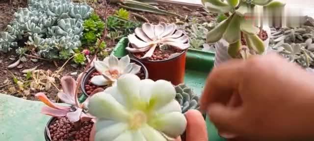 姬秋丽砍头的最佳时机是什么时候？砍头后如何管理？