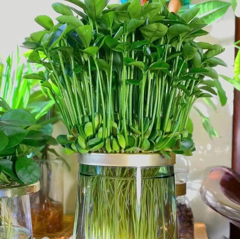 三叶草植物怎么养？需要哪些特别的照顾？