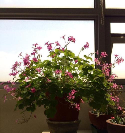三叶草植物怎么养？需要哪些特别的照顾？