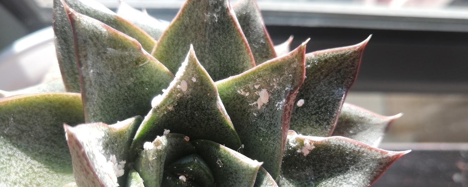 多肉植物招虫子了怎么办？如何有效预防和处理？