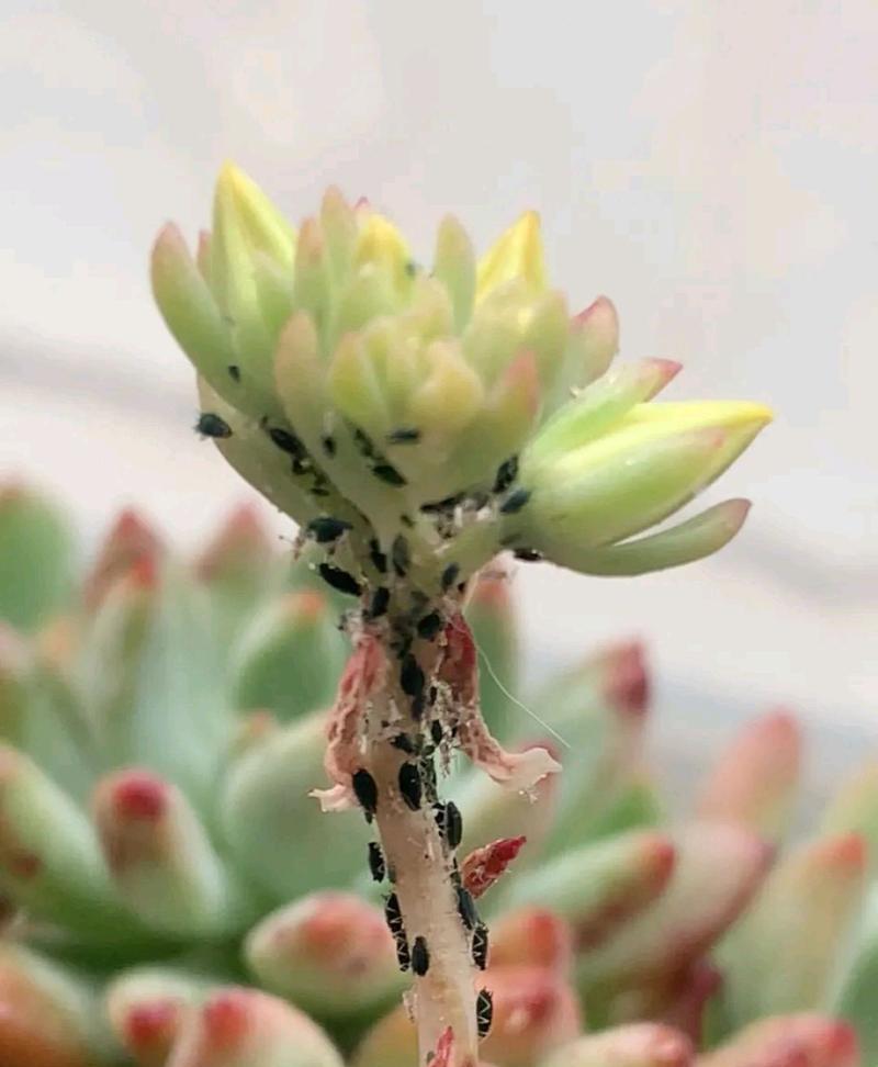 多肉植物招虫子了怎么办？如何有效预防和处理？