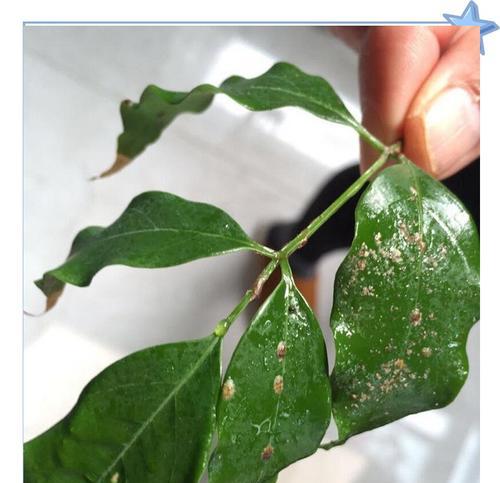 多肉植物招虫子了怎么办？如何有效预防和处理？