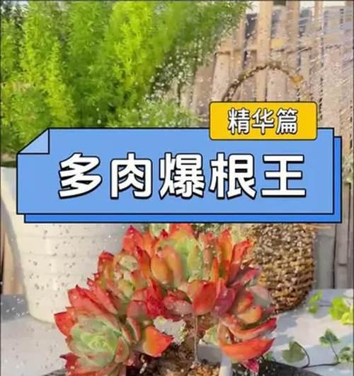 多肉植物僵苗的解决方法是什么？如何预防？