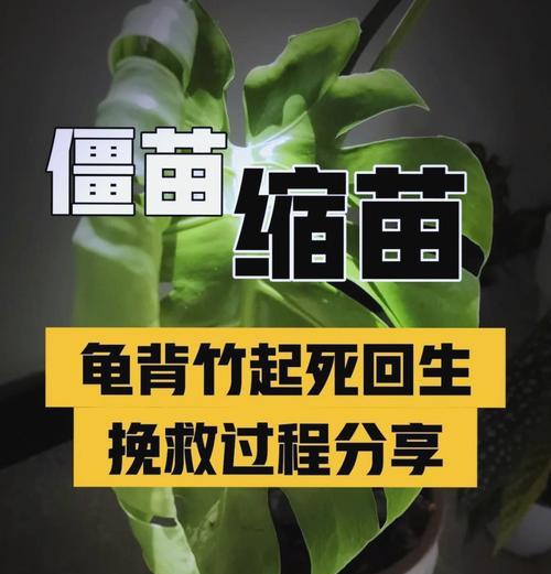 多肉植物僵苗的解决方法是什么？如何预防？