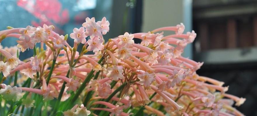 秋冬季节适合养哪些花卉？如何选择合适的品种？