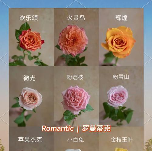 玫瑰花的养护技巧有哪些？如何防止病虫害？
