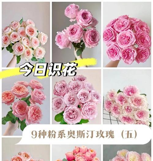 粉玫瑰品种茱莉亚玫瑰有什么特点？茱莉亚玫瑰的花语是什么？