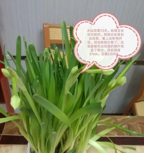 小亮推荐的盆栽植物中哪些最适合初学者？