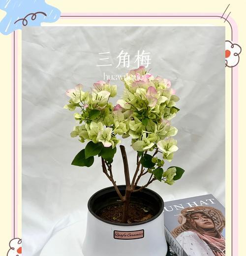 三角梅修剪技巧是什么？如何促进其多开花？