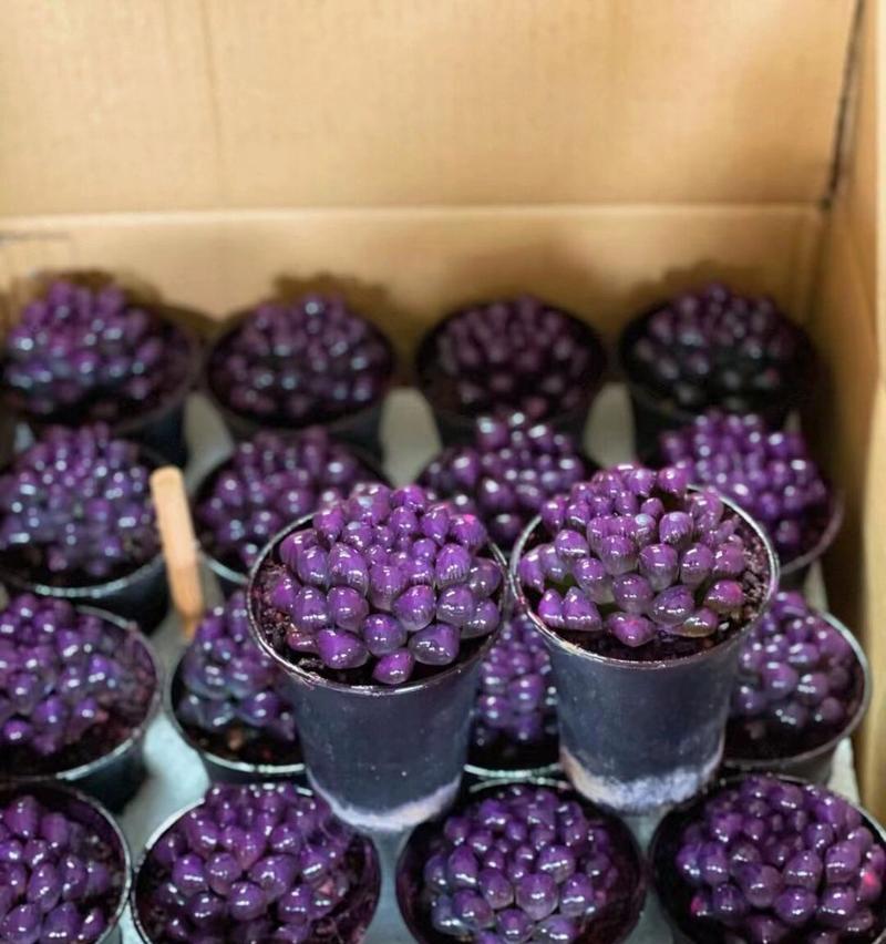 玉露有哪些不同品种？不同品种的玉露有何特点？