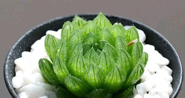玉露有哪些不同品种？不同品种的玉露有何特点？