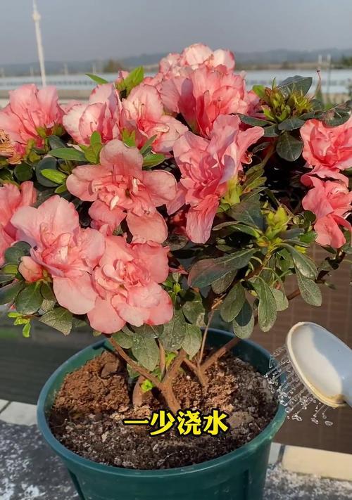 哪些植物能在冬天存活？如何过冬？