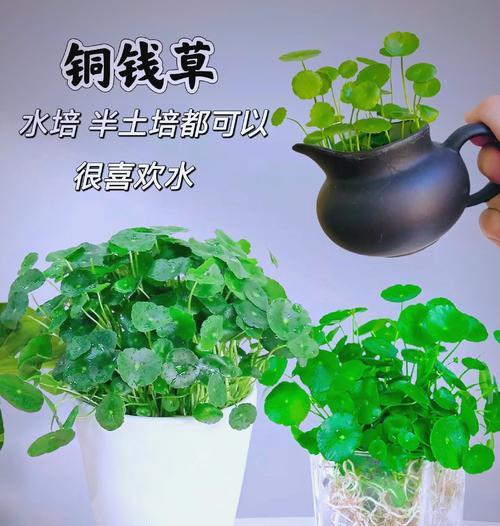 哪些植物可以四季常绿？如何养护四季长青植物？