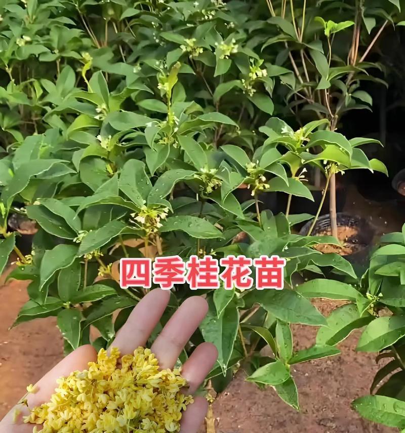 哪些植物可以四季常绿？如何养护四季长青植物？
