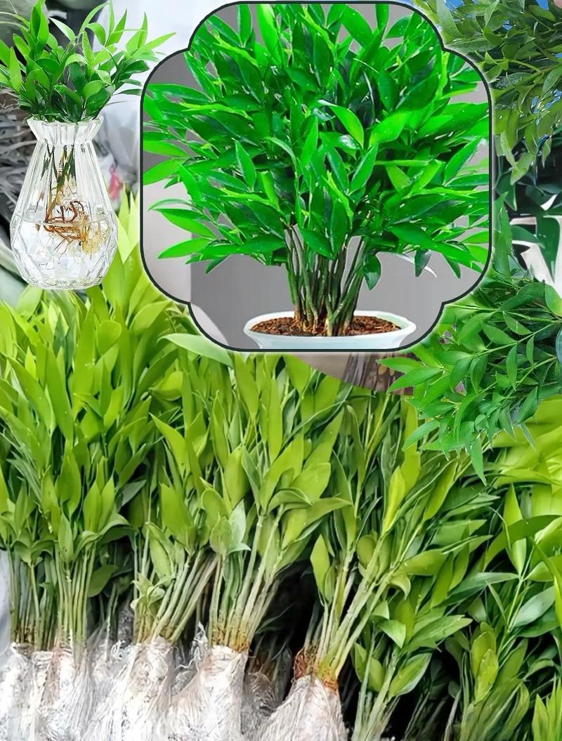 哪些植物可以四季常绿？如何养护四季长青植物？
