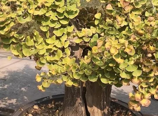 银杏树盆景适合室内摆放吗？摆放银杏树盆景的好处是什么？