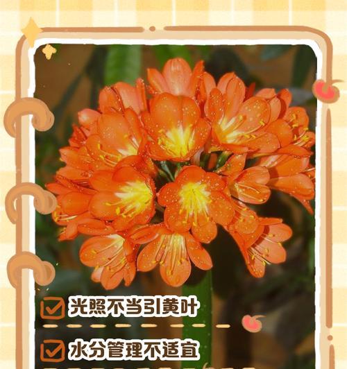 君子兰叶子断裂的原因是什么？如何进行修复？