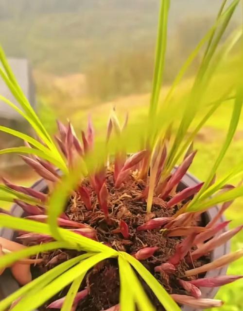 盆栽小青草是否含有毒素？