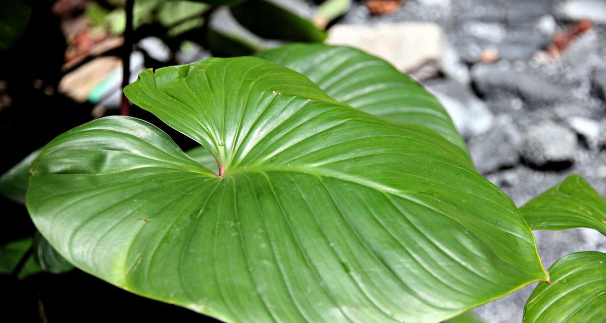 海芋的特性是什么？海芋有哪些养殖方法？
