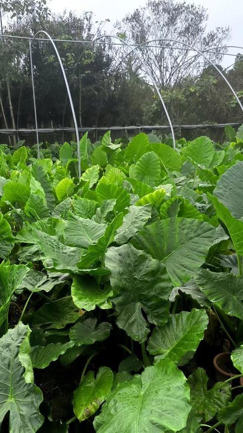 海芋的特性是什么？海芋有哪些养殖方法？
