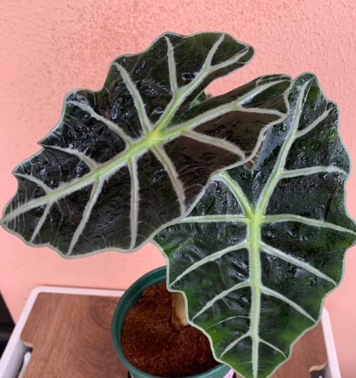 海芋的特性是什么？海芋有哪些养殖方法？