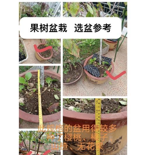 盆栽果树修剪的技巧和要点是什么？