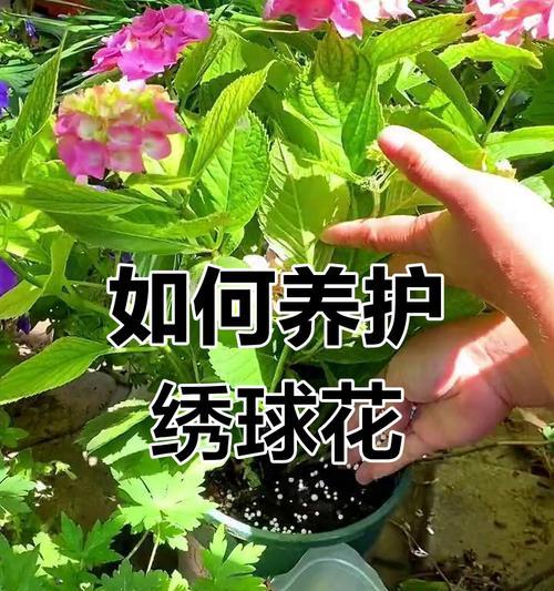 绣球花种植需要注意哪些要点？