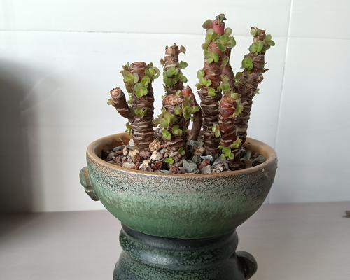 多肉植物秀妍的养殖方法和注意事项是什么？