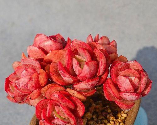 多肉植物秀妍的养殖方法和注意事项是什么？