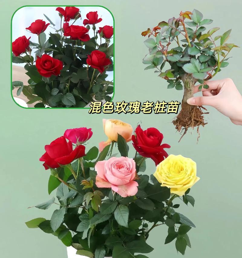 玫瑰花播种的最佳时间是什么时候？