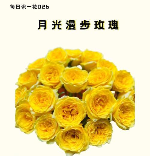 玫瑰花播种的最佳时间是什么时候？