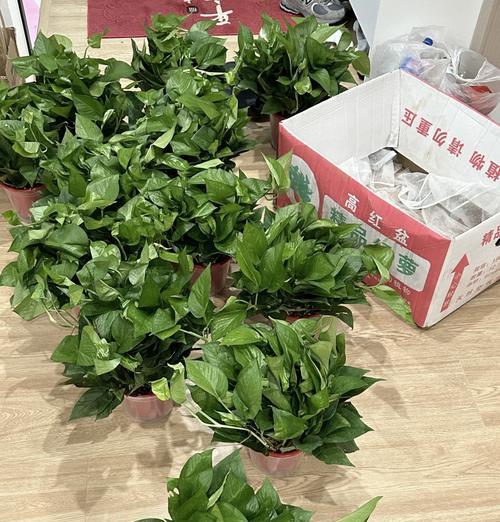 绿萝的种植技巧是什么？如何让绿萝长得更茂盛？