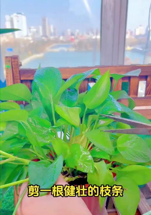 绿萝的种植技巧是什么？如何让绿萝长得更茂盛？