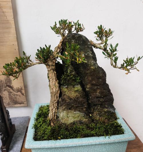 青苔的繁殖方法有哪些？青苔的养护技巧是什么？