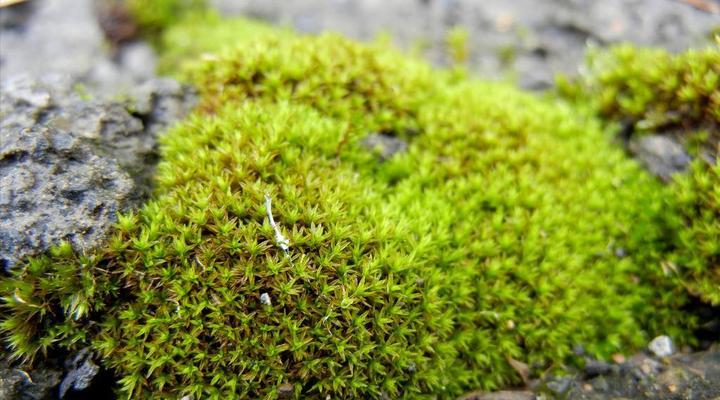 青苔的繁殖方法有哪些？青苔的养护技巧是什么？