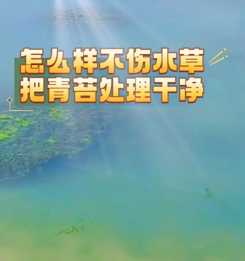 青苔的繁殖方法有哪些？青苔的养护技巧是什么？