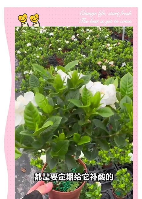 栀子花黄叶怎么回事？黄叶的原因及解决方法是什么？