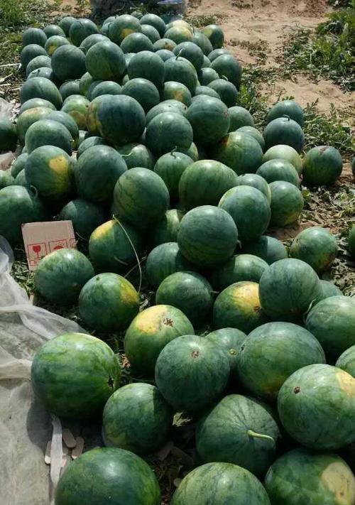 发财树绿果可以种植吗？如何正确种植发财树绿果？