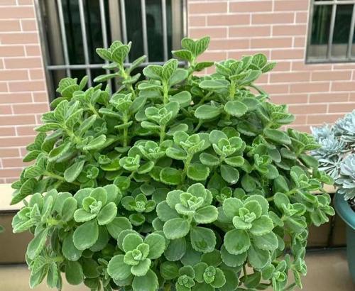 碰碰香木质化了怎么办？如何处理碰碰香木质化？