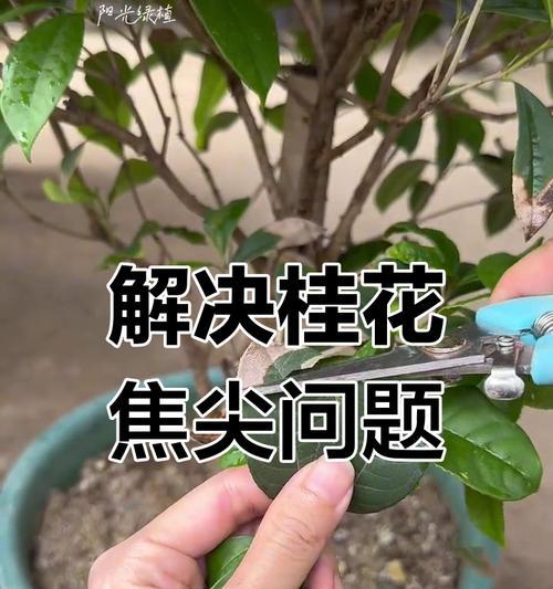 桂花剪枝的正确步骤和技巧是什么？