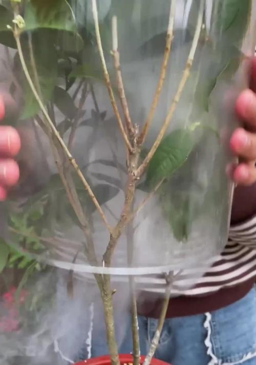 桂花剪枝的正确步骤和技巧是什么？