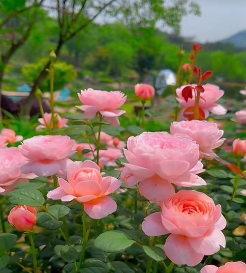 金脉单药花的养殖要点是什么？如何保持其鲜艳的花色？