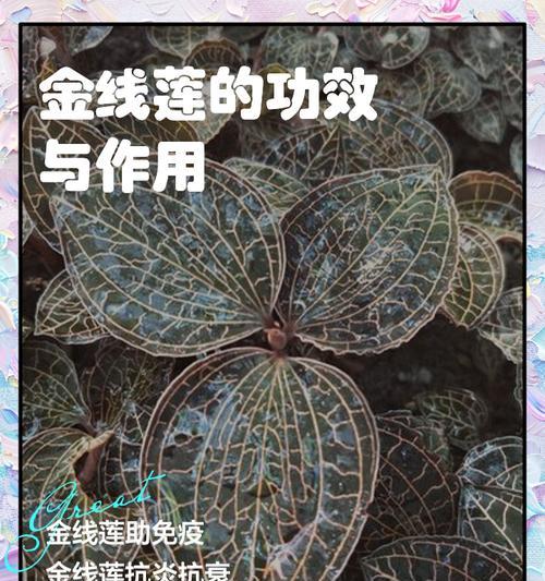 金脉单药花的养殖要点是什么？如何保持其鲜艳的花色？